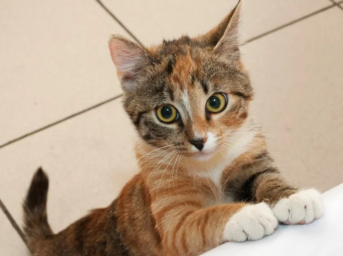 La croissance du chaton